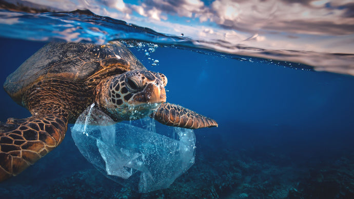 4 horrifying stats about single-use plastic bags